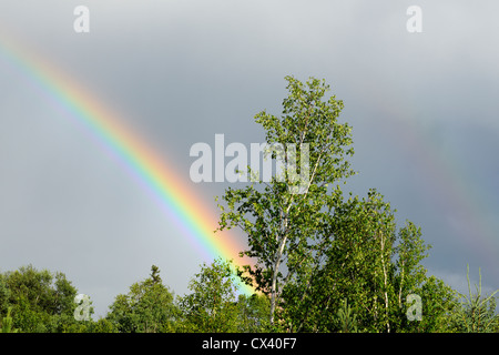 Tempête de recul, rainbow et bouleaux, Grand Sudbury, Ontario, Canada Banque D'Images