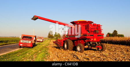 Une CASE IH International Harvester) combiner le maïs et déleste les récoltes du grain dans un GMC camion à grain Banque D'Images