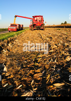 Une moissonneuse-batteuse Case IH déleste la récolte du maïs grain à un GMC camion à grain Banque D'Images