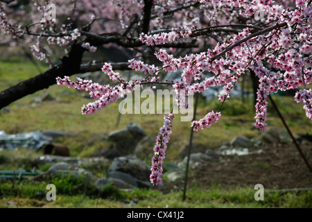 Peach Tree in blossom Yamanashi Japon Banque D'Images