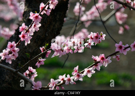 Peach Tree in blossom Yamanashi Japon Banque D'Images