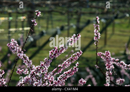 Peach Tree in blossom Yamanashi Japon Banque D'Images