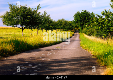 Les champs d'une route asphaltée et verger dans le soleil du soir, en été, par Honzrath, Saarland/Allemagne, Banque D'Images