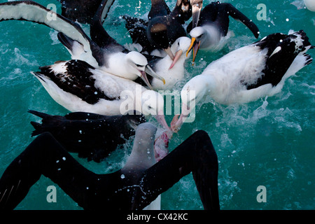 Les albatros se chamaillent pour l'alimentation, , Kaikoura, Nouvelle-Zélande Banque D'Images