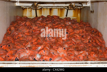 Débarqué fraîchement l'hoplostète orange (Hoplostethus atlanticus), à partir d'un chalutage en haute mer. Banque D'Images