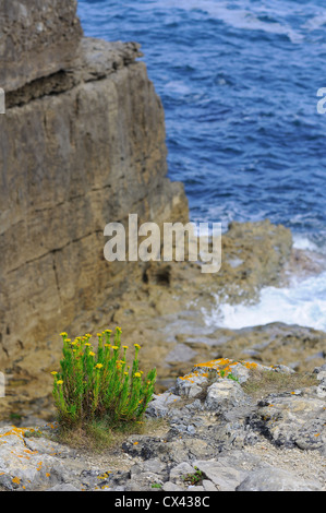 Golden Samphire (Limbarda crithmoides) de plus en plus sur la côte du Dorset Banque D'Images