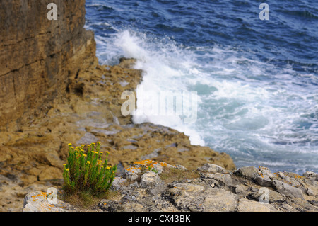 Golden Samphire (Limbarda crithmoides) de plus en plus sur la côte du Dorset Banque D'Images