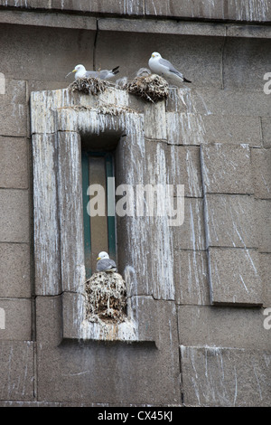 Mouettes tridactyles nichent sur le pont Tyne à Newcastle Banque D'Images