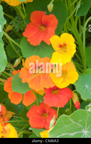 Fleurs de capucine. Le Sussex. UK. Juillet. Banque D'Images