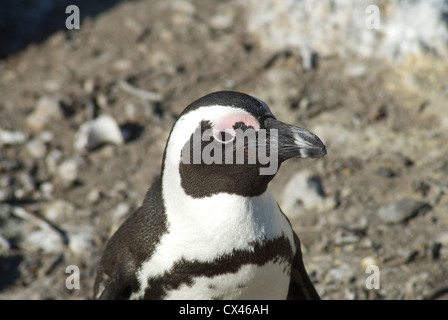 Jackass africains (Spheniscus demersus) à Betty's Bay, Afrique du Sud Banque D'Images