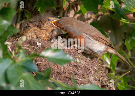 Robin (Erithacus rubecula aux abords) Nourrir bébé sur son nid. Sussex, UK. Avril Banque D'Images