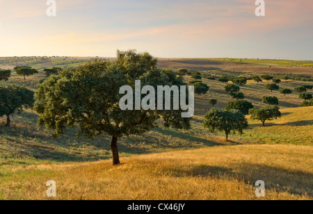 Le Portugal, l'Alentejo, le liège des arbres dans les champs Banque D'Images