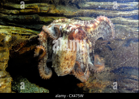 Octopus à Océanopolis,monde,mer,Brest Finistere,Bretagne,Bretagne,France Banque D'Images