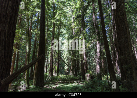 Coastal redwood (Sequoia sempervirens) Grove, dans le comté de Mendocino Banque D'Images