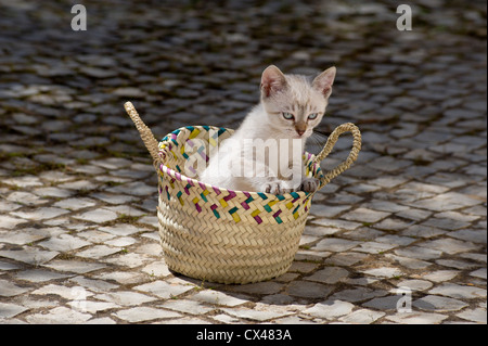 Un chaton dans un panier rustique au Portugal, l'Algarve Banque D'Images