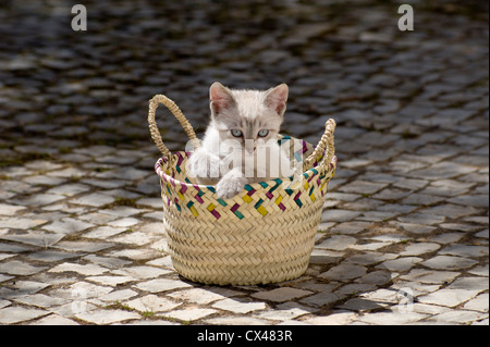 Un chaton dans un panier rustique Portugal sur pavés, l'Algarve Banque D'Images