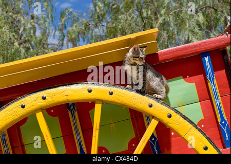 Un chaton sur la roue d'un peint traditionnel Algarve mule-panier, le Portugal, l'Algarve Banque D'Images