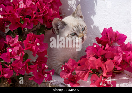 Un chaton se cachant parmi les fleurs de bougainvillées, de l'Algarve au Portugal Banque D'Images