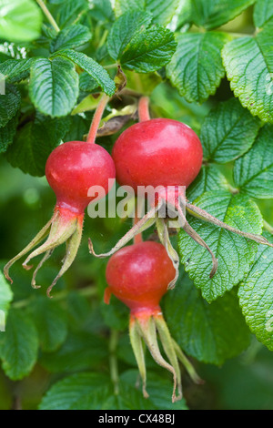 Rosa rugosa hanches à la fin de l'été. D'églantier. Banque D'Images