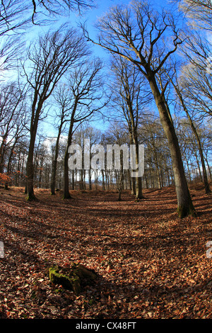 Compte tenu de l'Fisheye Wyre Forest en hiver, près de Bewdley, Worcestershire, Angleterre, Europe Banque D'Images