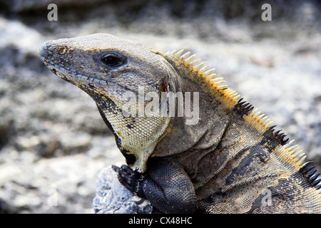 Black spiny tailed iguana (Ctenosaura similis ), Tulum Mexique Banque D'Images
