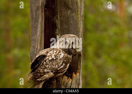 Alerter Chouette lapone Strix nebulosa,, au nid, Finlande, juin Banque D'Images