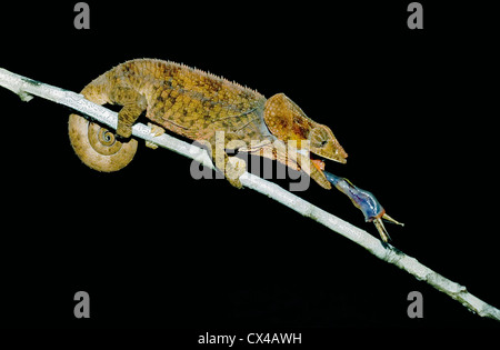 Short-horned Chameleon (Furcifer brevicornis) prendre insecte, Madagascar. Banque D'Images