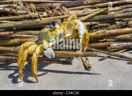 Le crabe fantôme atlantique (Ocypode quadrata) Banque D'Images