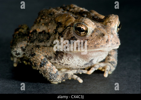 Un petit crapaud tacheté brun paisiblement assis regardant la caméra Banque D'Images