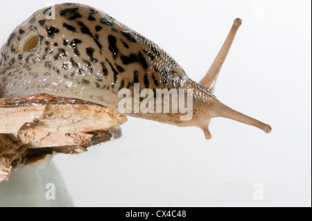 Close up d'un géant leopard slug (Limax maximus) ramper sur une branche cassée sur un fond blanc. Banque D'Images