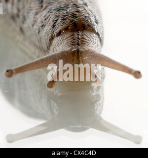 Close up shot macro d'un géant leopard slug (Limax maximus) Banque D'Images