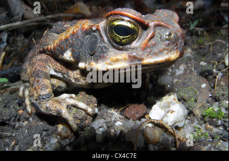 Cane toad (Bufo marinus aka Rhinella marinus), un ravageur envahissant dans le nord de l'Australie Banque D'Images