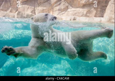 L'ours polaire à la Zoo de Brookfield. Banque D'Images