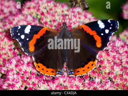 Papillon vulcain (Vanessa atalanta) sur le pèlerin succulentes rose fleur de jardin orpin (sedum) Banque D'Images