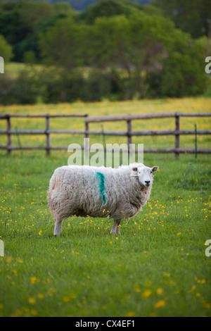 Moutons dans un champ Banque D'Images