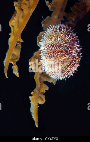 L'oursin vert (Strongylocentrotus droebachiensis) de la mer du Japon, Extrême-Orient, Primorsky Krai, Fédération de Russie Banque D'Images