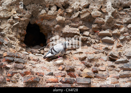 Dove sur des ruines romaines d'atichnye à Rome, Italie Banque D'Images