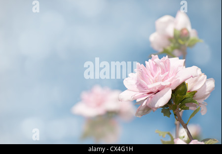 Image de rêve de fleurs rose clair Althea contre le ciel bleu Banque D'Images