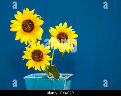 Toi le tournesol sauvage jaune vif dans un pot en métal bleu clair bleu contre un mur de la grange Banque D'Images