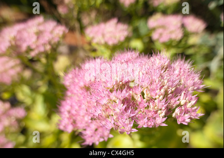 Stonecrop Sedum spectabile rose chef indien en fleurs fleur délicate couleur illustrant et usine de glace Banque D'Images