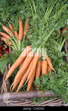 Botte de carottes fraîches avec les fanes vertes Banque D'Images