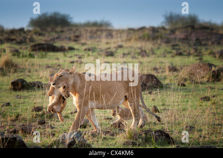 Lionne, Panthera leo, transportant un cub dans sa bouche, Masai Mara National Reserve, Kenya, Africa Banque D'Images