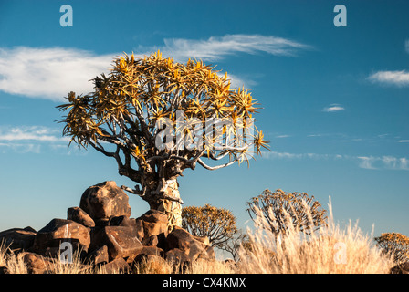 Arbres carquois Kokerboom, Aloe dichotoma, Quiver Tree, forêt, Ferme Gariganus, Keetmannshoop, Namibie, Afrique Banque D'Images