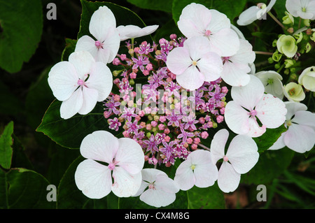 Fleur d'Hydrangea macrophylla lace pac. Banque D'Images
