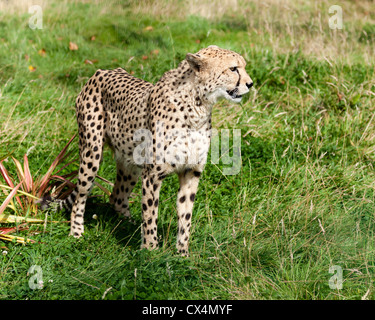 Vue latérale du Guépard dans la longue herbe Acinonyx jubatus Banque D'Images