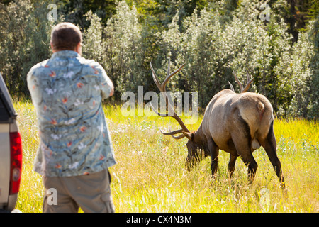 Un touriste avec un wapiti cultivé dans les Rocheuses canadiennes près de Jasper. Banque D'Images