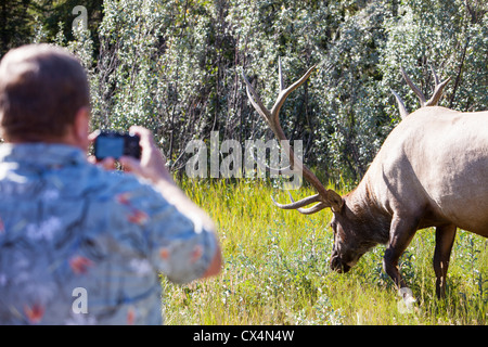 Un touriste avec un wapiti cultivé dans les Rocheuses canadiennes près de Jasper. Banque D'Images