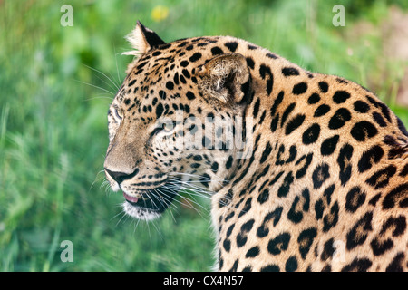 Tête Courte Portrait de belle panthère Panthera pardus orientalis Banque D'Images
