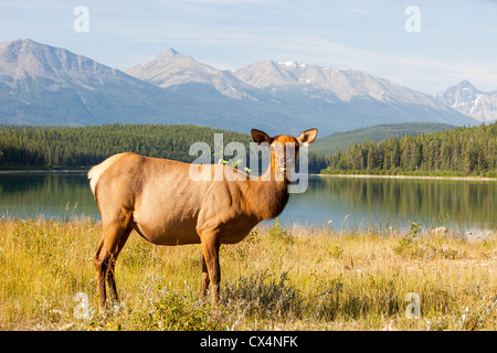 Une femelle Wapiti (Cervus canadensis) près de Jasper de pâturage dans le parc national Jasper, Rocheuses, au Canada. Banque D'Images