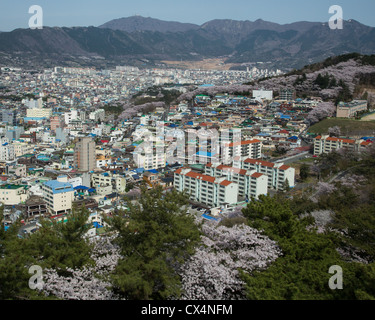 Cerisiers en fleurs sur les collines au-dessus de Jinhae, Corée du Sud Banque D'Images